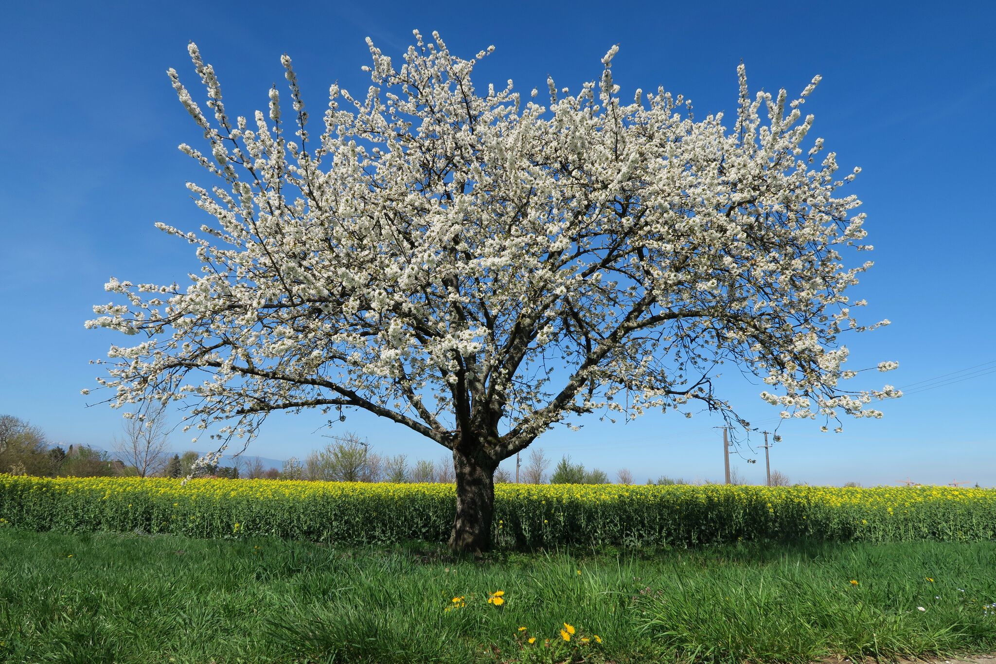 Arbre-en-fleur