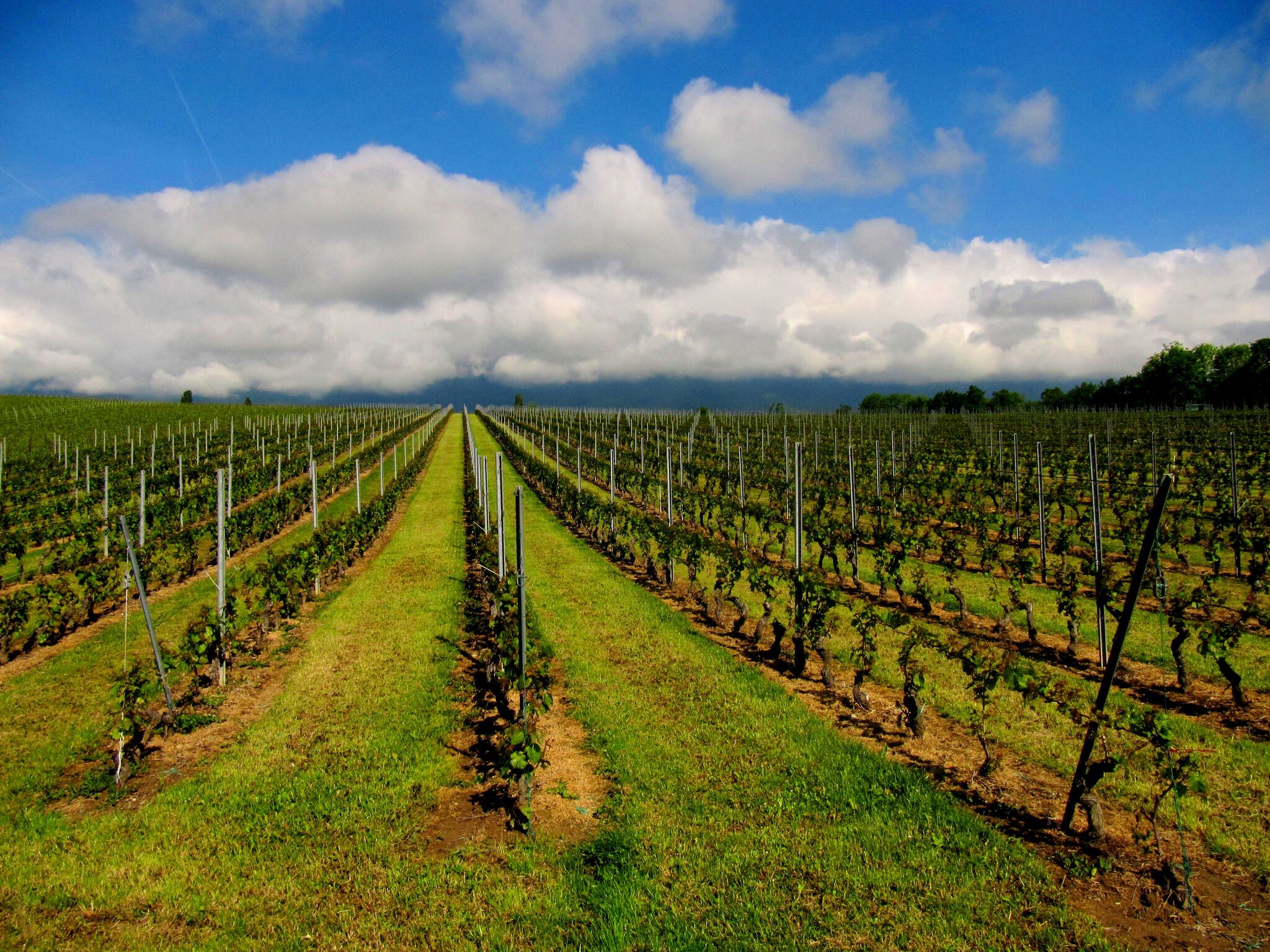 Vignes